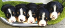 Swissydog Welpen