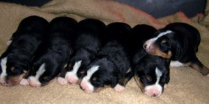 neugeborene Hunde Welpen