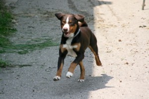 Sennenhund beim Laufen
